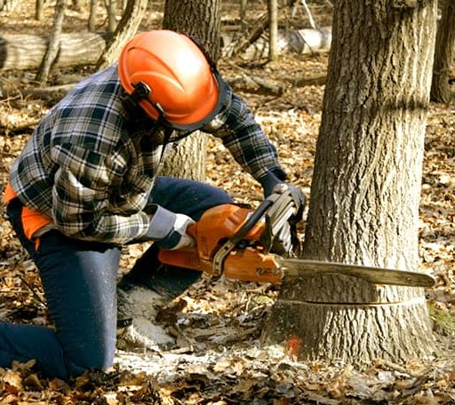 Tree Removal in Basom, NY